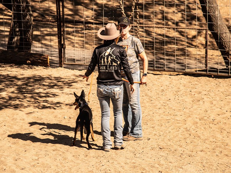 1 on 1 farm muster dog training Victoria, Australia