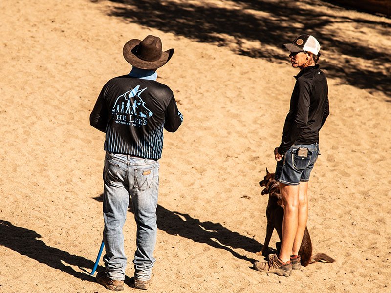 1 on 1 farm muster dog training Victoria, Australia