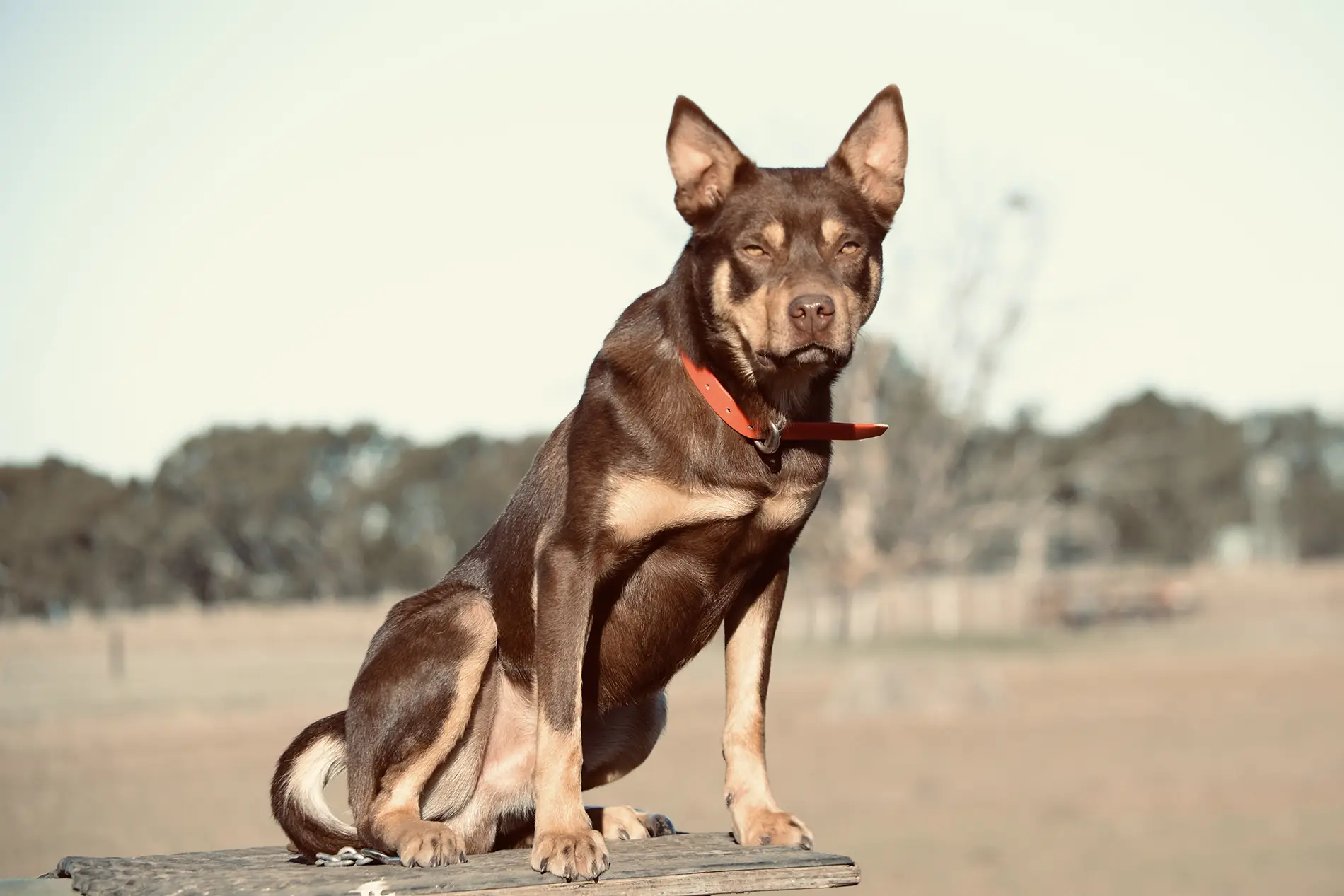 australian kelpie Hoover sells for a world record price in 2021