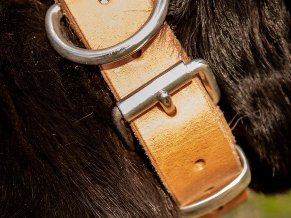Dog Collars