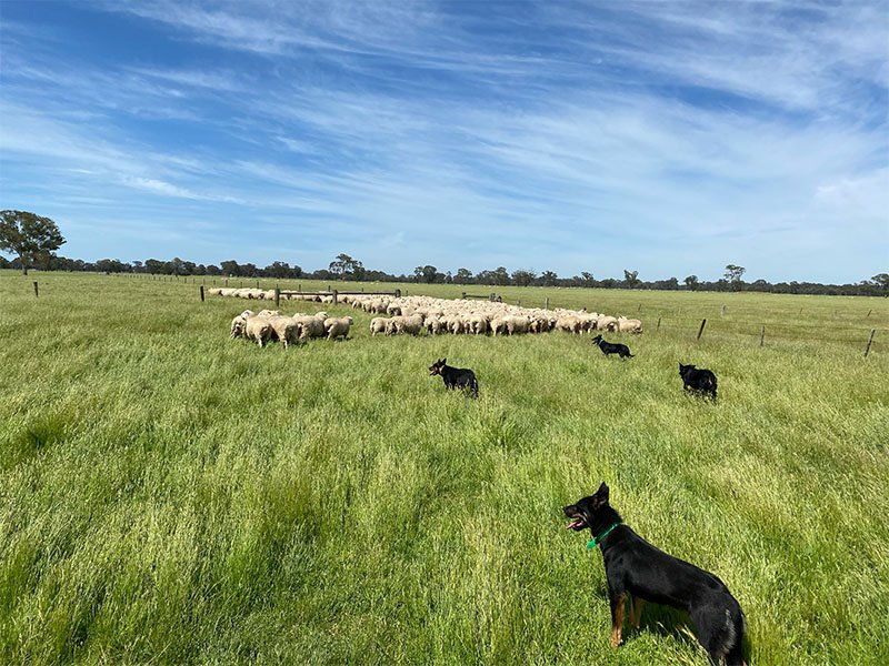 muster-cattle-farm-dog-training-victoria-australia-3