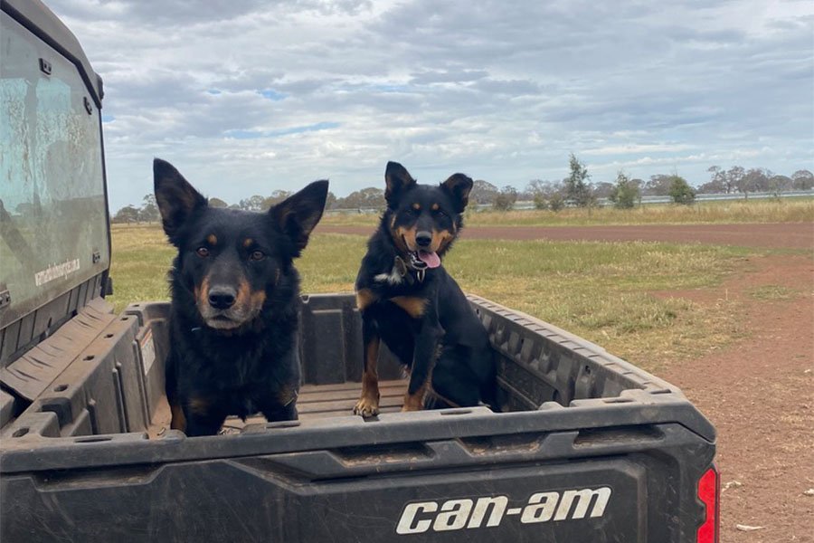 the-lees-ice-farm-working-dog-1