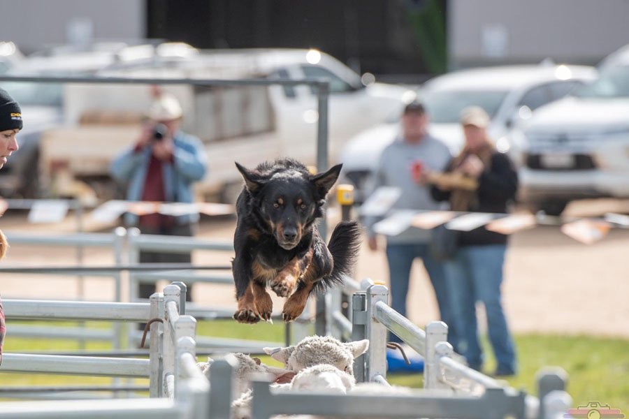 the-lees-ice-farm-working-dog-10