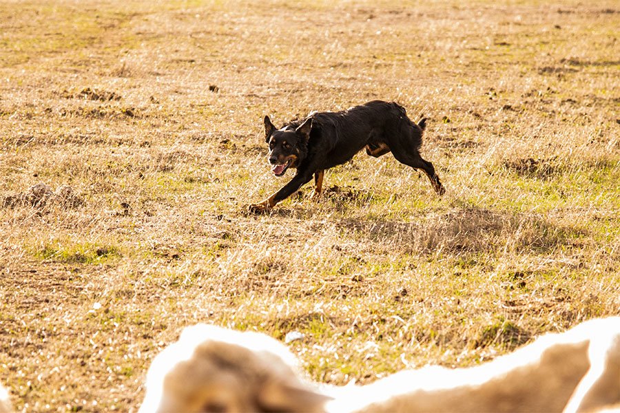the-lees-ice-farm-working-dog-2