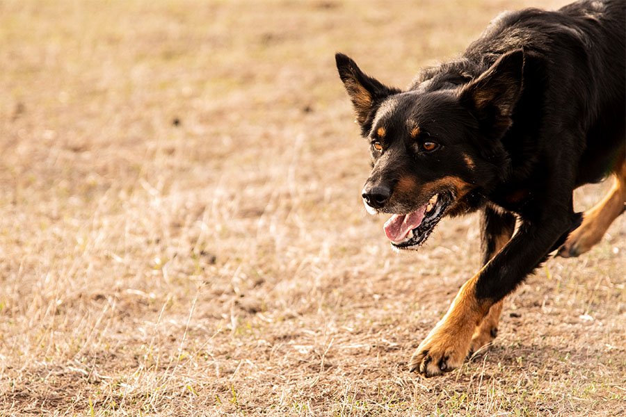the-lees-ice-farm-working-dog-3