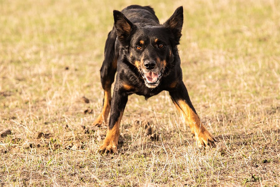 the-lees-ice-farm-working-dog-4