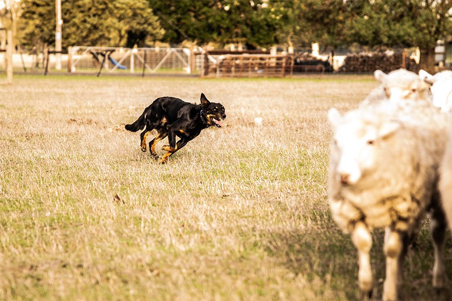the-lees-ice-farm-working-dog-5