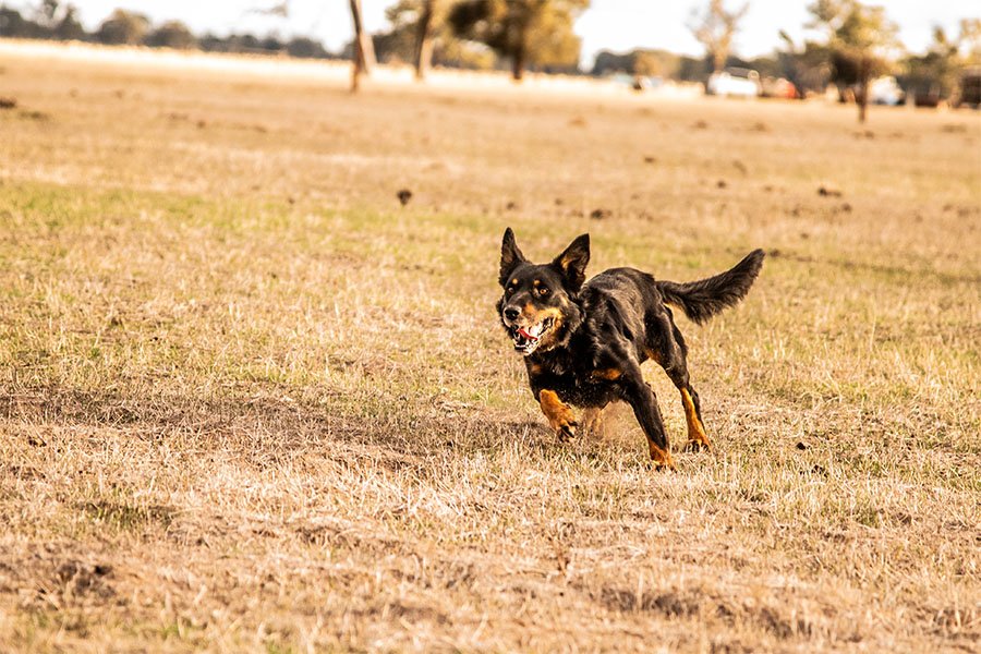the-lees-ice-farm-working-dog-6