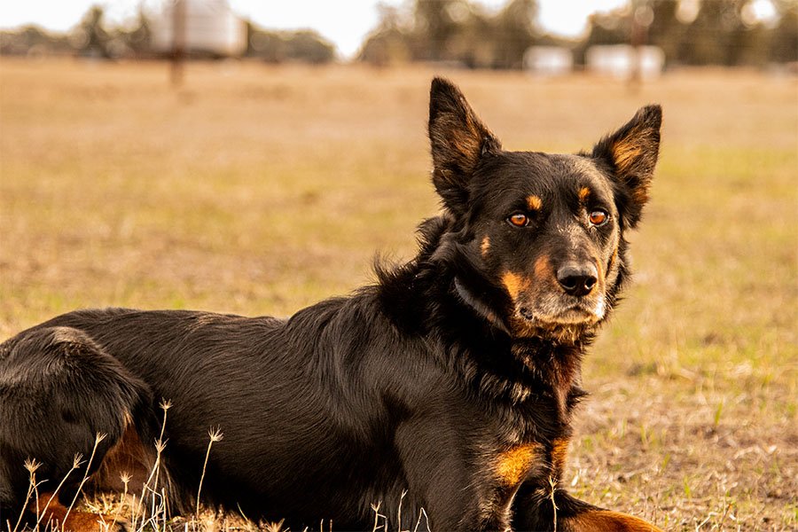 the-lees-ice-farm-working-dog-8