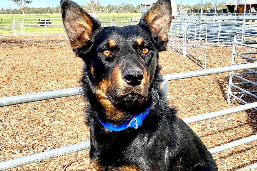 the-lees-ice-farm-working-dog-9