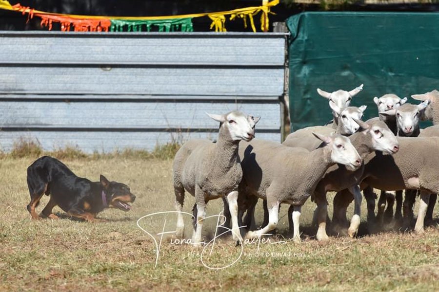 the-lees-rock-farm-working-dog-10
