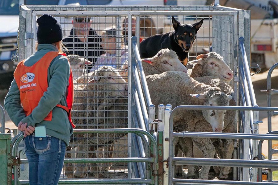 the-lees-rock-farm-working-dog-11