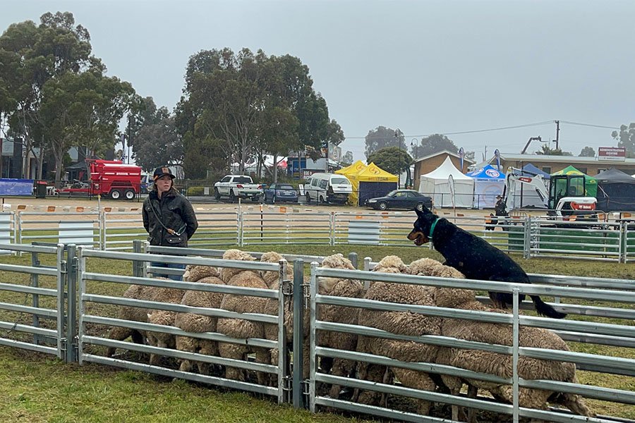 the-lees-rock-farm-working-dog-12