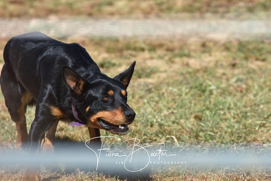 the-lees-rock-farm-working-dog-13