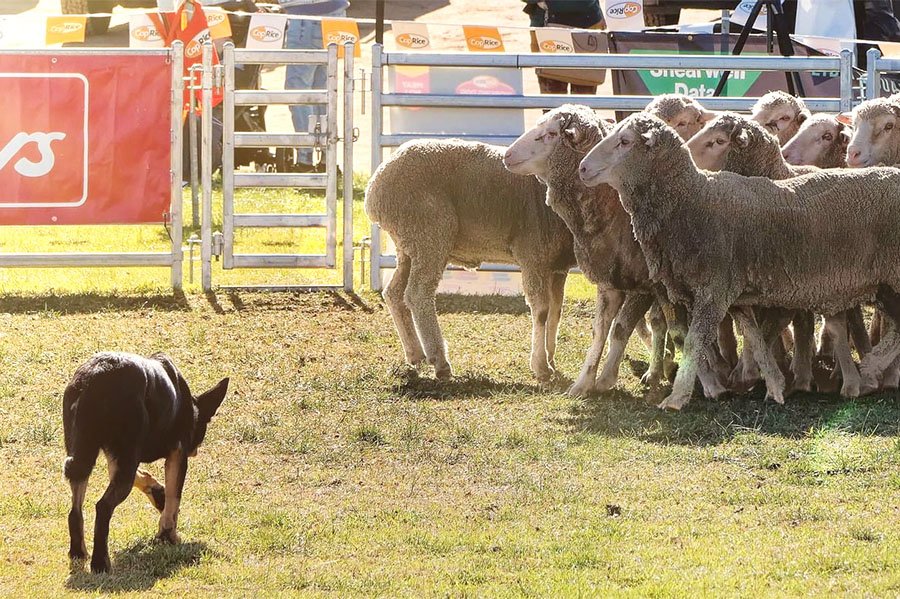 the-lees-rock-farm-working-dog-15