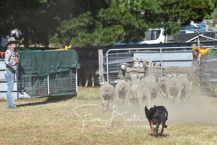 the-lees-rock-farm-working-dog-2
