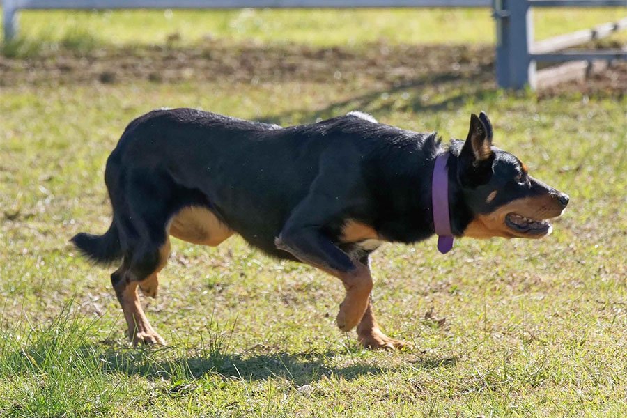 the-lees-rock-farm-working-dog-5