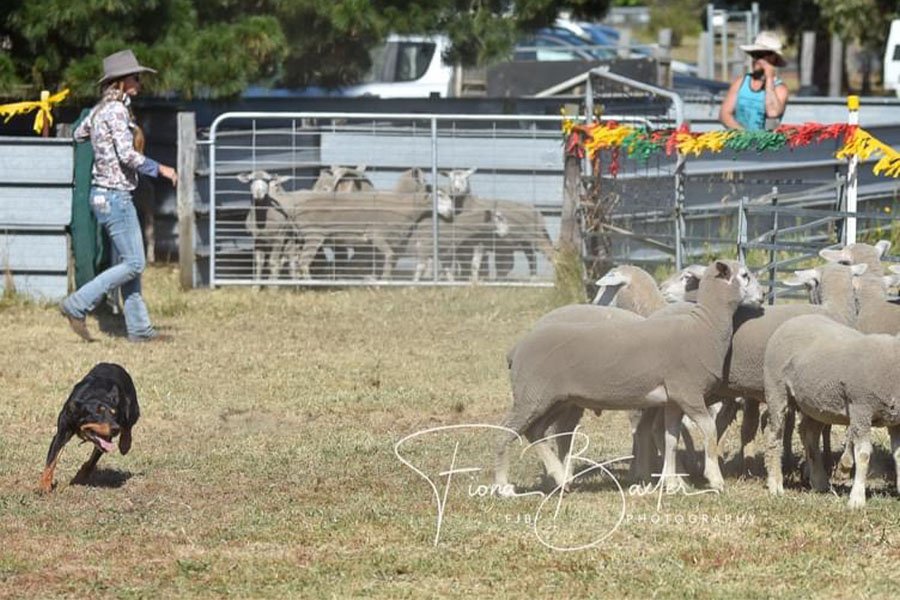 the-lees-rock-farm-working-dog-6