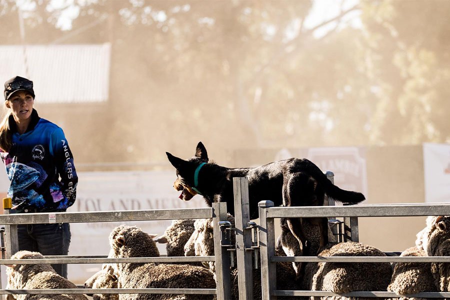 the-lees-rock-farm-working-dog-8