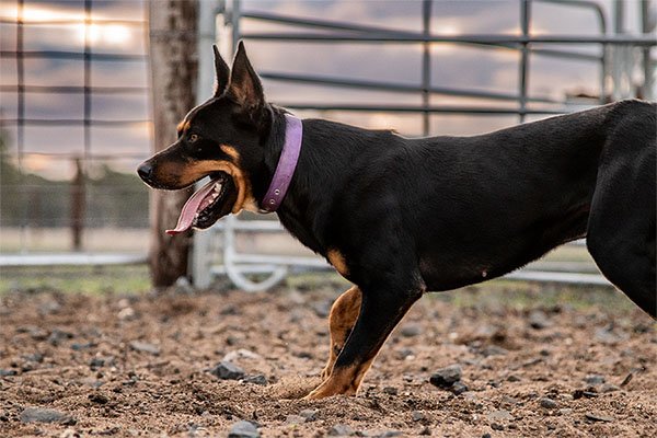 the-lees-zeus-farm-working-dog-1