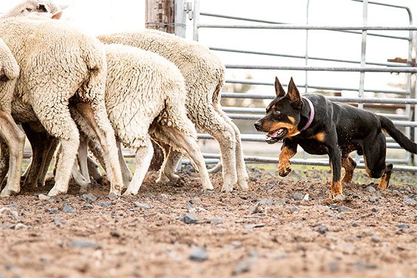 the-lees-zeus-farm-working-dog-2