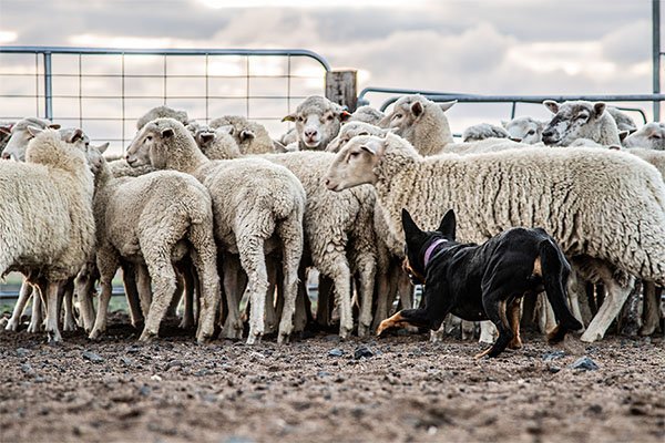 the-lees-zeus-farm-working-dog-3