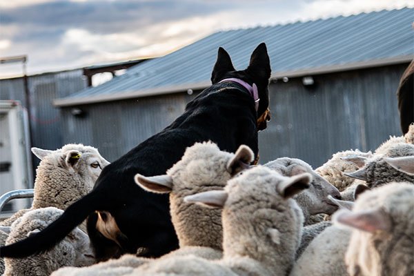 the-lees-zeus-farm-working-dog-5