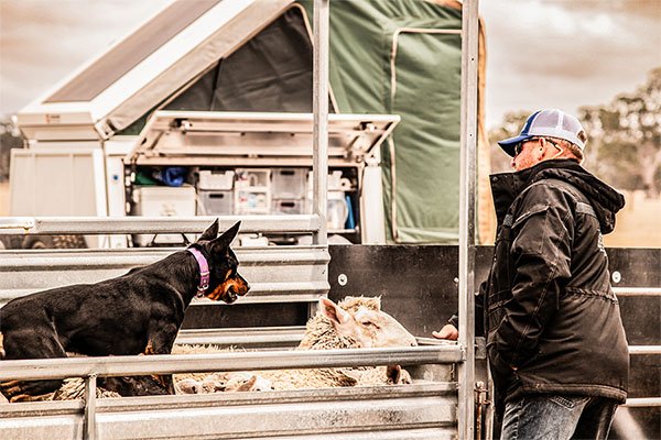 the-lees-zeus-farm-working-dog-6