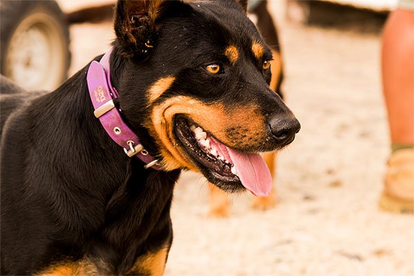 the-lees-zeus-farm-working-dog-7