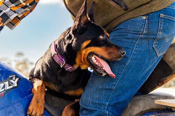 the-lees-zeus-farm-working-dog-9