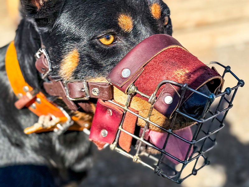working farm dog muzzle