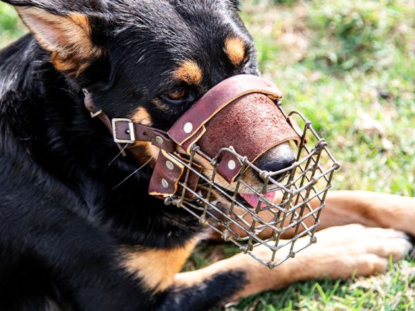 working farm cattle dog muzzle for wool pullers