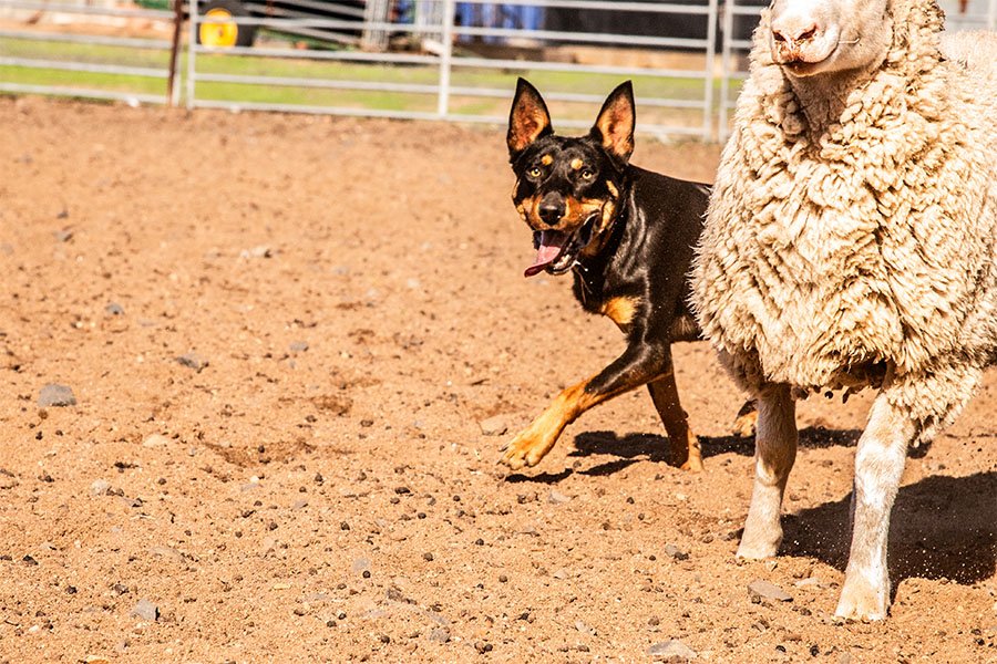 the-lees-ack-farm-working-dog-for-sale0-1