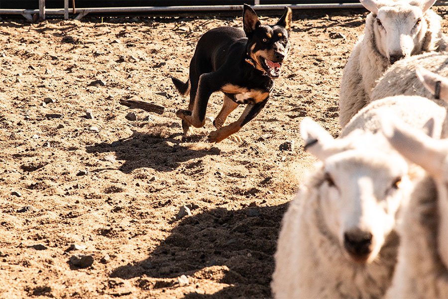 the-lees-ack-farm-working-dog-for-sale0-10