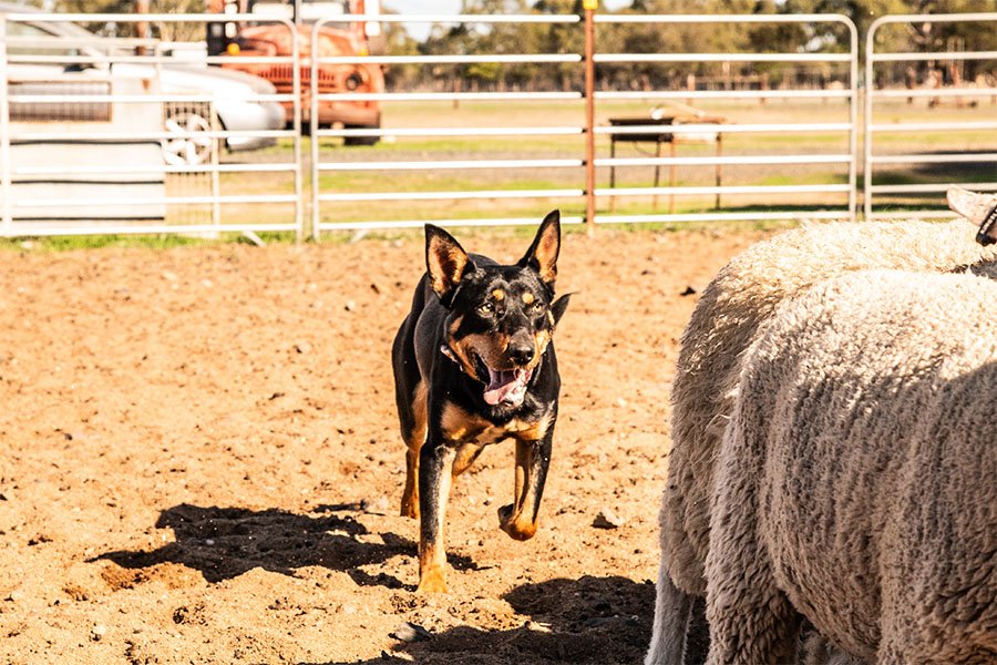 the-lees-ack-farm-working-dog-for-sale0-11