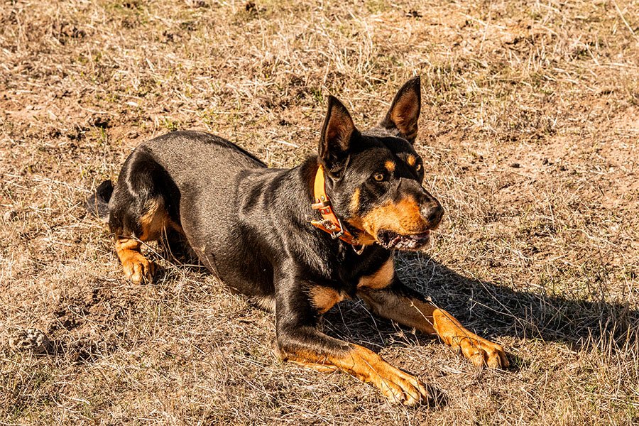 the-lees-ack-farm-working-dog-for-sale0-2