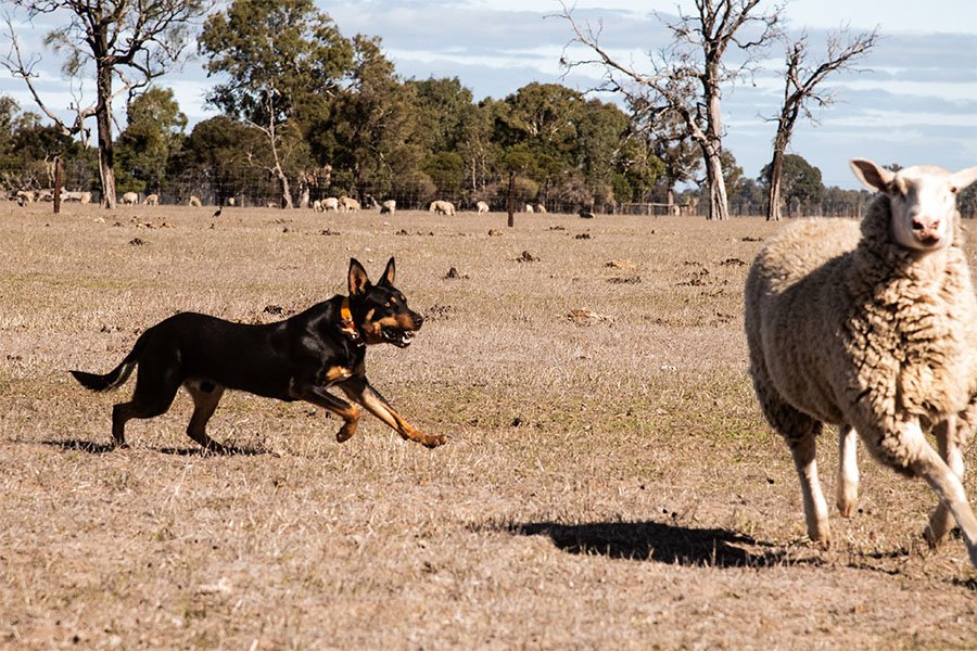 the-lees-ack-farm-working-dog-for-sale0-3