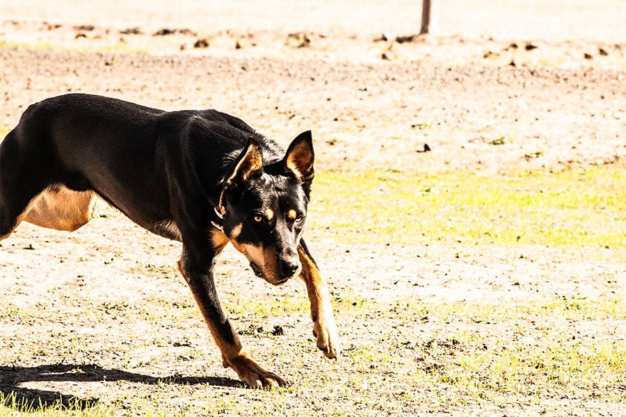 the-lees-ack-farm-working-dog-for-sale0-4