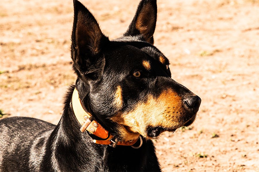 the-lees-ack-farm-working-dog-for-sale0-6