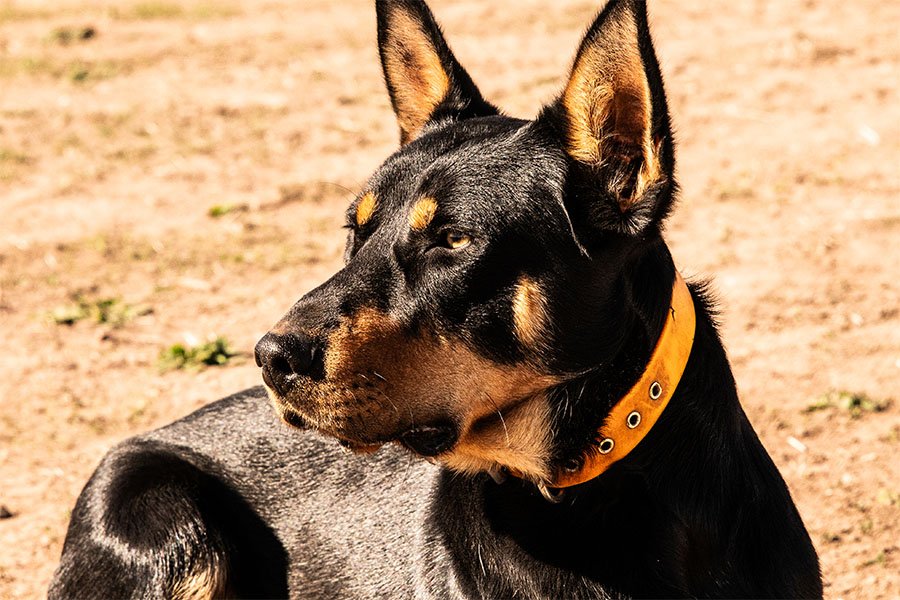 the-lees-ack-farm-working-dog-for-sale0-7