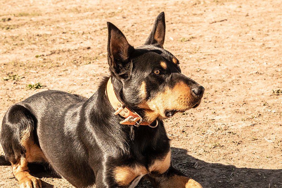 the-lees-ack-farm-working-dog-for-sale0-8