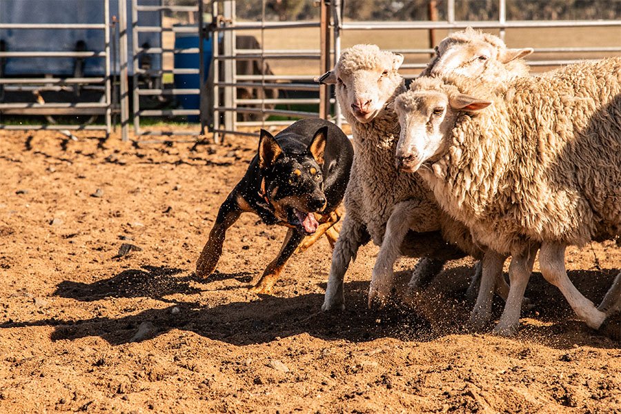 the-lees-ack-farm-working-dog-for-sale0-9