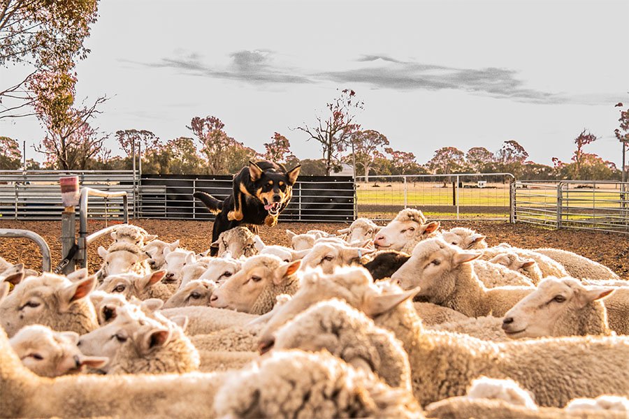 the-lees-hank-farm-working-dog-1