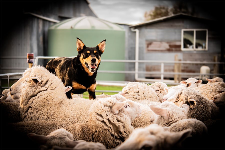the-lees-hank-farm-working-dog-10