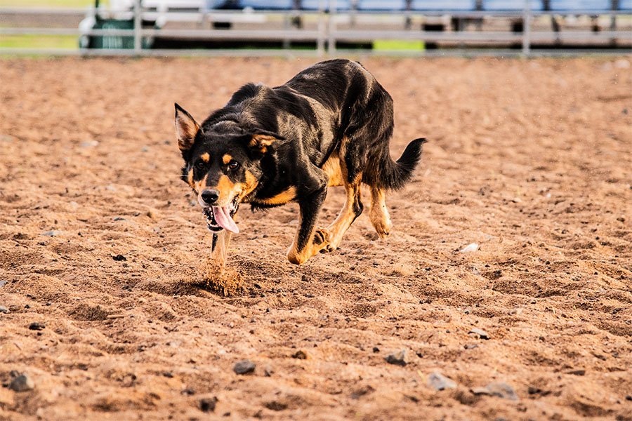 the-lees-hank-farm-working-dog-2