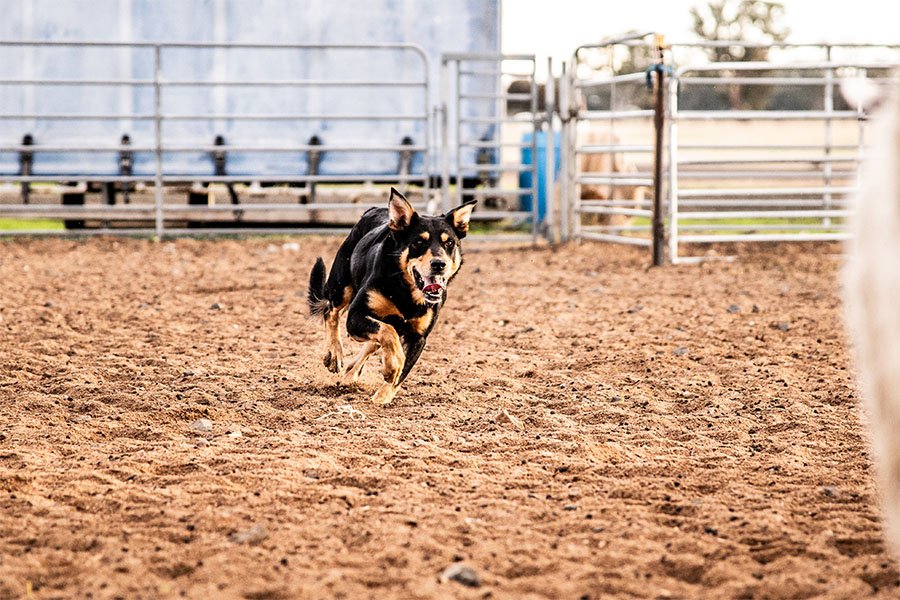 the-lees-hank-farm-working-dog-3