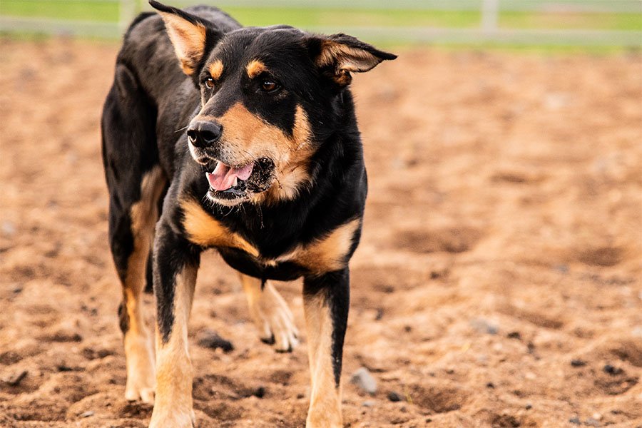 the-lees-hank-farm-working-dog-5