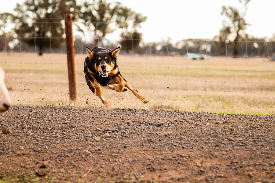the-lees-hank-farm-working-dog-7