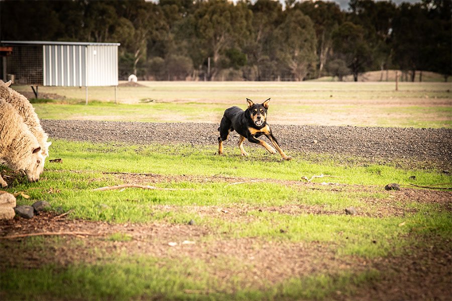 the-lees-hank-farm-working-dog-8