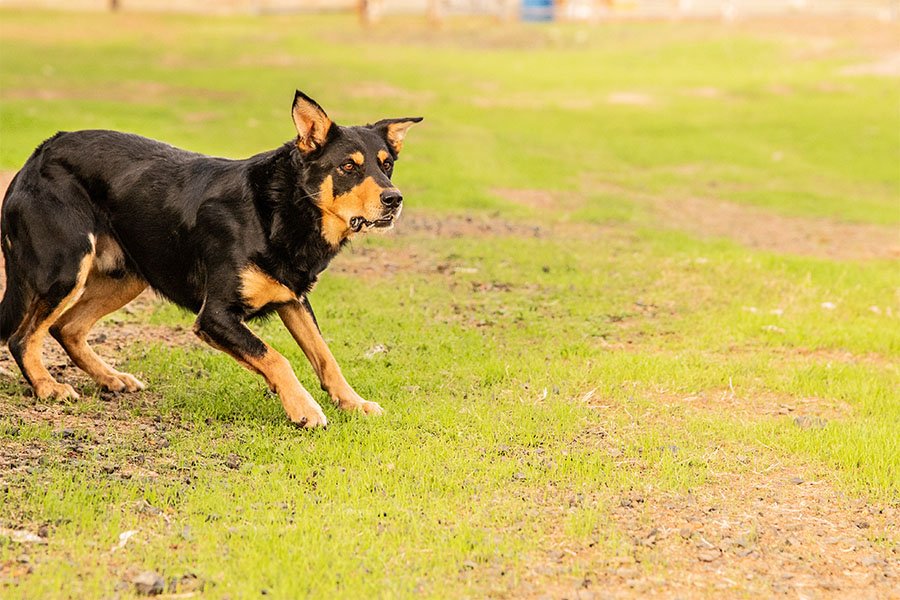 the-lees-hank-farm-working-dog-9